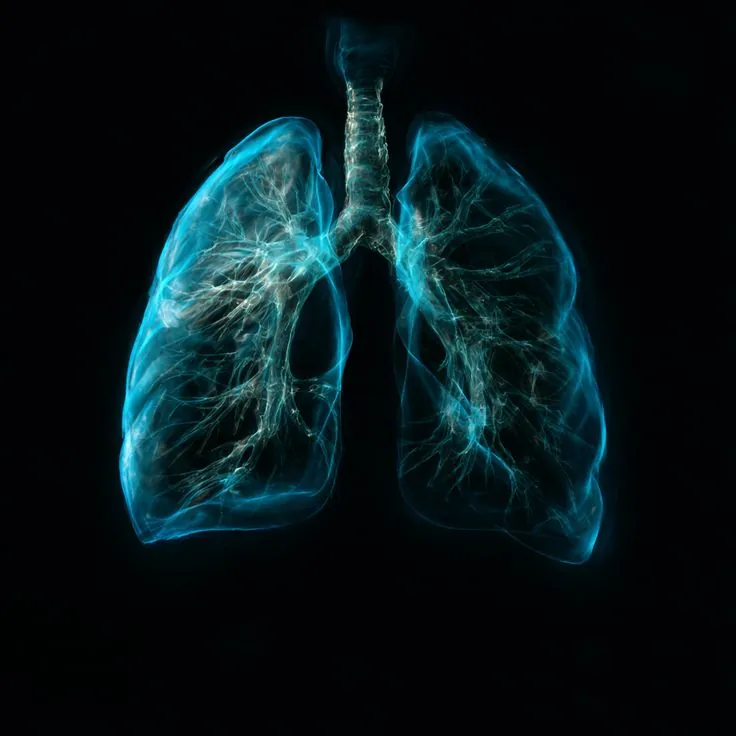 Illustration of lungs